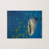 Puzzle Requin baleine avec des poissons, Indonésie (Horizontal)