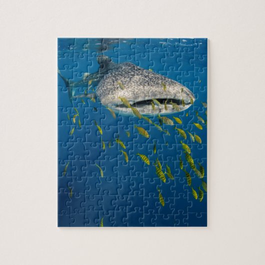 Puzzle Requin baleine avec des poissons, Indonésie (Vertical)