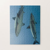 Puzzle Requin des récifs des Caraïbes (Vertical)