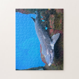 Puzzle Requins marins.