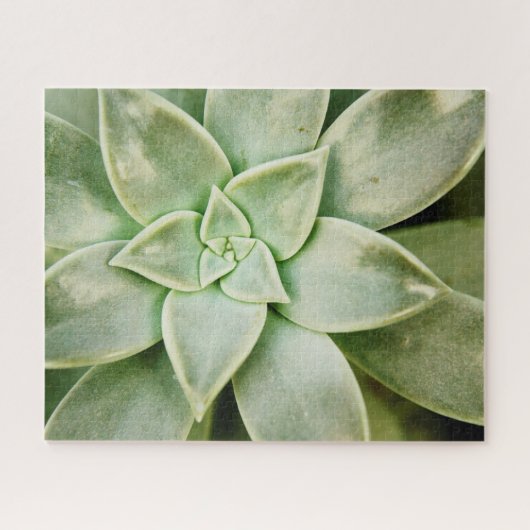 Puzzle Ressort Succulent (Horizontal)