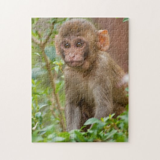Puzzle Rhesus Monkey Baby, Monkey Temple, Jaipur (Vertical)