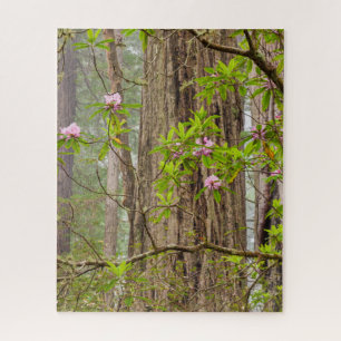 Puzzle Rhododendrons en fleurs Redwoods State Park,CA