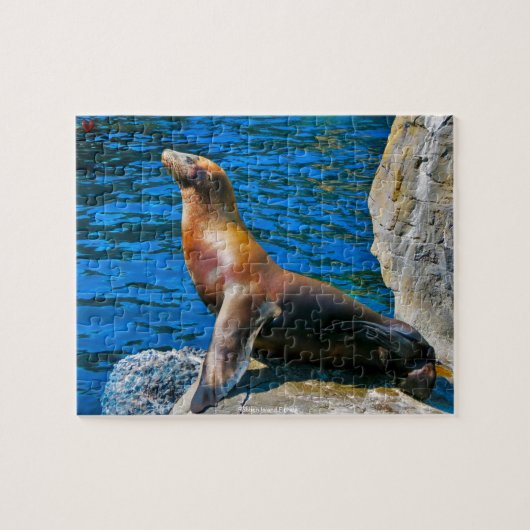 Puzzle Robben Island Floride (Horizontal)