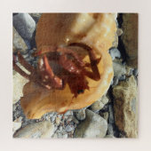 Puzzle Rochers Balnéaires Au Crabe Hermite (Horizontal)