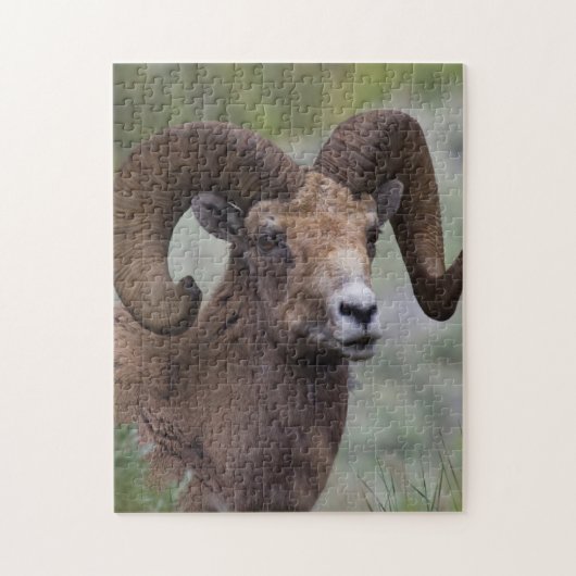 Puzzle Rocky Mountain Bighorn Sheep Ram (Vertical)
