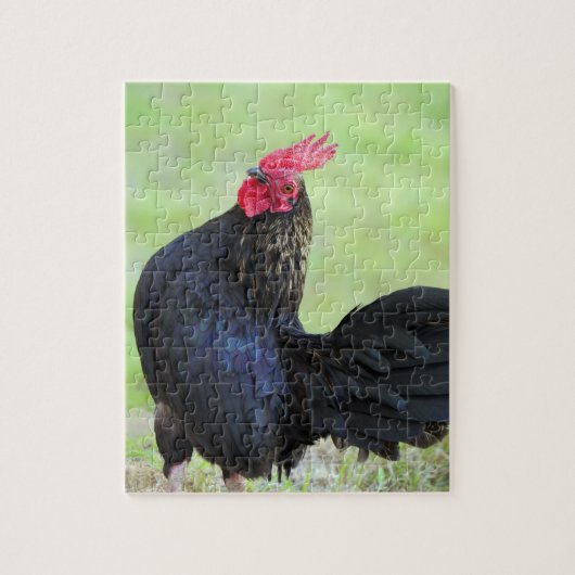 Puzzle Rooster noir (Vertical)