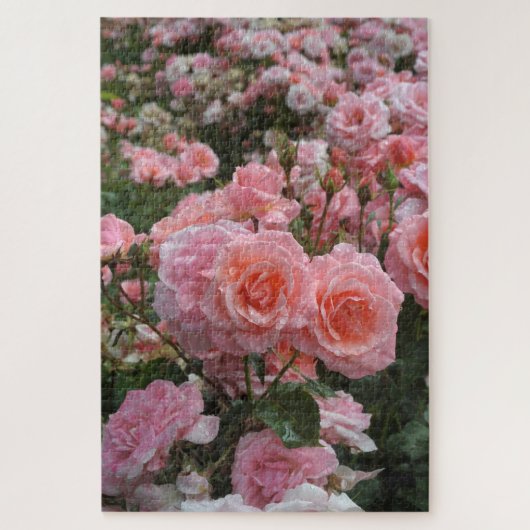 Puzzle Rosa ‘Kate Sheppard’ rosier (Vertical)
