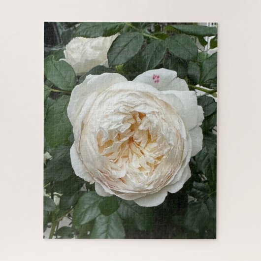 Puzzle Rose anglaise crème, San Francisco (Vertical)