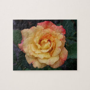 Puzzle Rose Beautiful Pink and Yellow Floral
