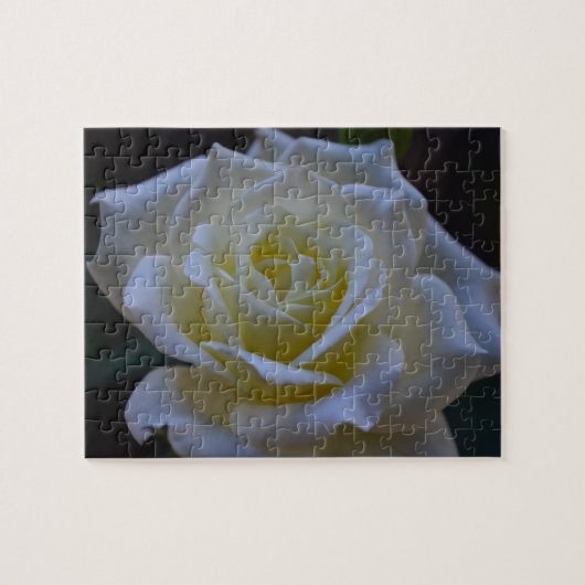 Puzzle Rose blanc au crépuscule (Horizontal)