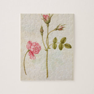 Puzzle Rose de rose, c.1568