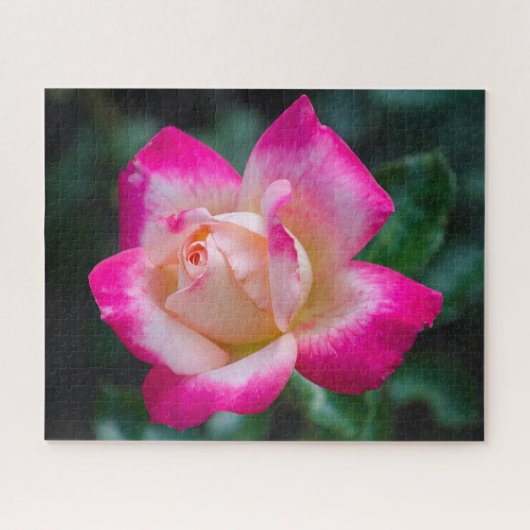 Puzzle Rose de thé hybride (Horizontal)