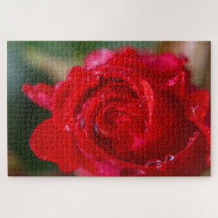 Puzzle Rose rouge closeup avec gouttes d'eau.