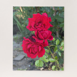Puzzle Rose rouge, Oakland