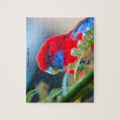 Puzzle Rosella Parrots Australie (Vertical)
