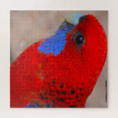 Puzzle Rosella Parrots Australie (Horizontal)