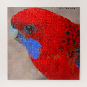 Puzzle Rosella Parrots Australie
