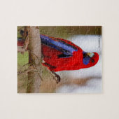 Puzzle Rosella Parrots Australie (Horizontal)