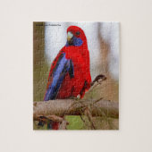 Puzzle Rosella Parrots Australie (Vertical)