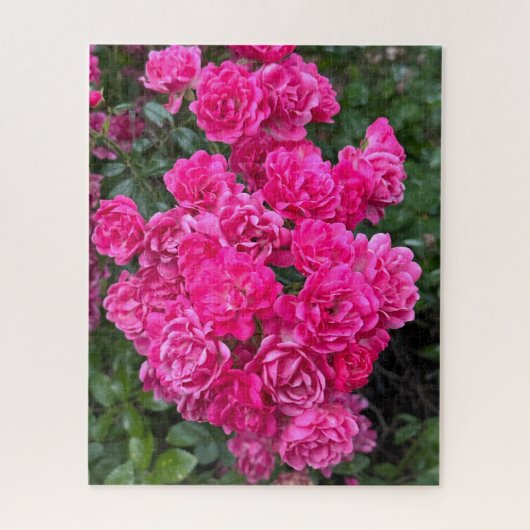 Puzzle Rosier polyantha rose chaleureux, Oakland (Vertical)