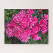 Puzzle Rosier polyantha rose chaleureux, Oakland (Horizontal)