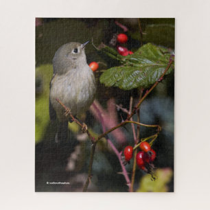 Puzzle Rouby-couronné Kinglet Songbird sur Hawthorn Bush