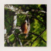 Puzzle Rouge-gorge curieux (Horizontal)