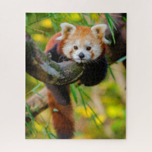Puzzle rouge panda adorable 