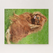 Puzzle Ruby Cavalier King Charles Spaniel Chien Jigsaw Pu (Horizontal)