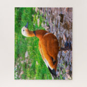 Puzzle Ruddy Duck (Vertical)