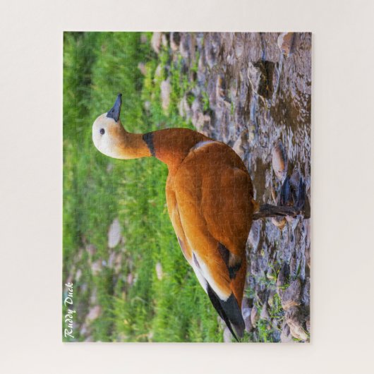 Puzzle Ruddy Duck (Vertical)