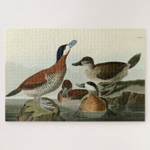 Puzzle Ruddy Duck de John Audubon's Birds of America