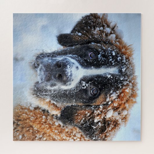 Puzzle Saint Bernard dans la neige (Horizontal)