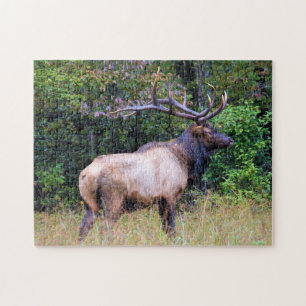 Puzzle Saison de chasse - Bull Elk - 11x14 pouces