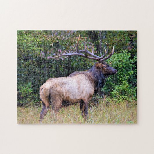 Puzzle Saison de chasse - Bull Elk - 11x14 pouces (Horizontal)