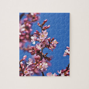 Puzzle Sakura Cherry Blossoms Touching Blue