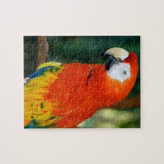 Puzzle Scarlet Macaw (Horizontal)