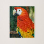 Puzzle Scarlet Macaw (Vertical)