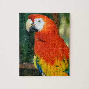 Puzzle Scarlet Macaw