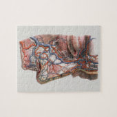 Puzzle Science vintage Anatomie humaine, visage avec nez (Horizontal)