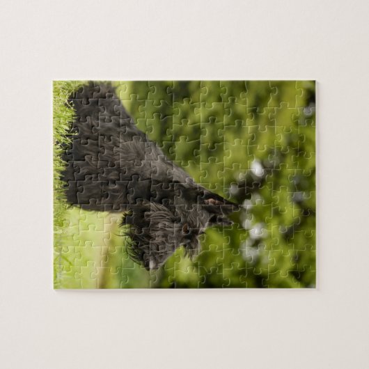 Puzzle Scottish Terrier (Horizontal)