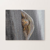 Puzzle Sea Turtle Black Sand Beach Hawaii - 11x14 -252 pc (Horizontal)
