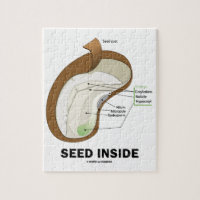 Semences à l'intérieur (Dicotyledon Bean Seed Anat
