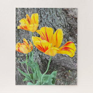 Puzzle Séquence de trois tulipes jaunes /