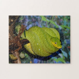 Puzzle Serpent de Boa Emerald Tree