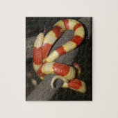 Puzzle Serpent de lait (Vertical)