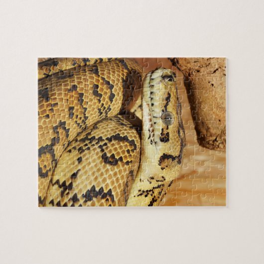Puzzle serpent python (Horizontal)