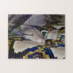 Puzzle Serpent Python réticulé