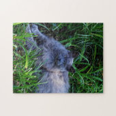 Puzzle Sgolis Grey Maine Coon Cat Challenging Photo (Horizontal)